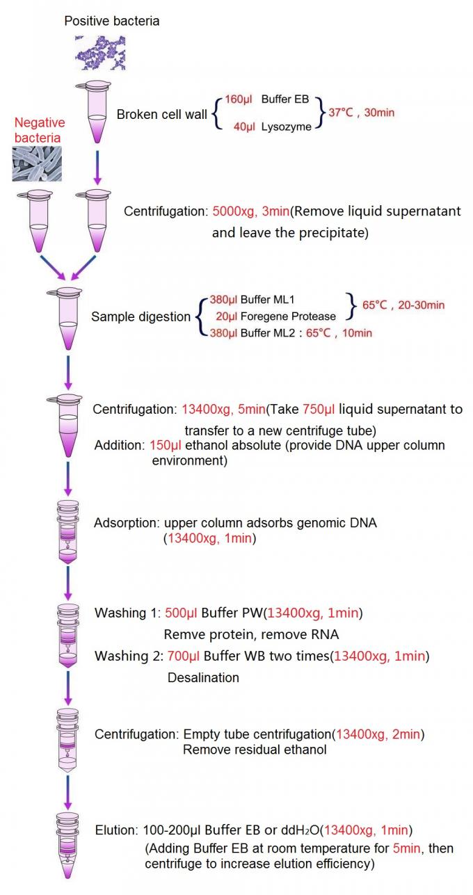 Kit bactérien d'isolement d'ADN