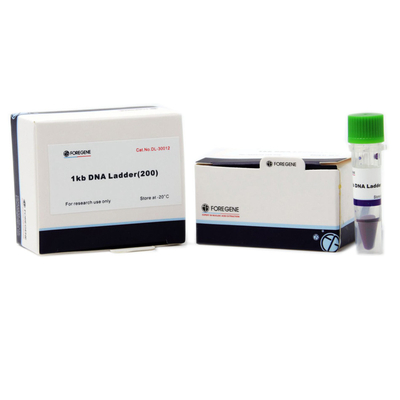 L'électrophorèse de gel d'agarose emploient l'échelle d'ADN avec des tailles s'étendant de 1 Kb au Kb 8