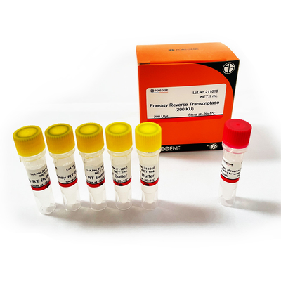 Inverse Transcriptase de Foreasy M-MLV pour des kits d'ACP d'extension d'amorce de synthèse de CDNA avec de l'ADN polymérase