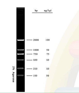échelle d'ADN de kit d'ACP de gel d'agarose de marqueur d'ADN 2000bp pour la recherche