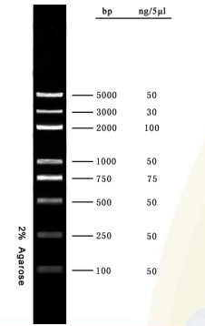 Échelle 5000bp d'ADN de kit d'ACP de gel d'agarose de marqueur d'ADN pour des essais de biologie moléculaire de recherches